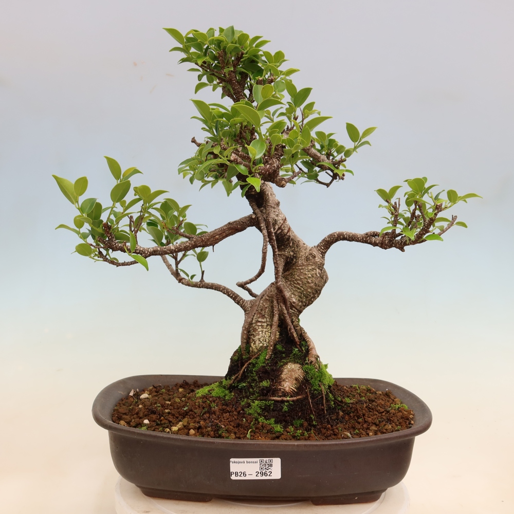 Izbové bonsaje - Ficus kimmen - drobnolistý fikus