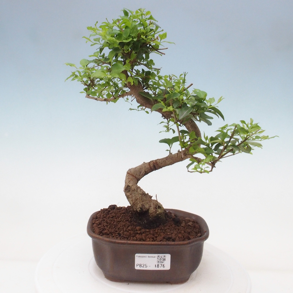 Izbová bonsai -Ligustrum chinensis - Vtáčí zob