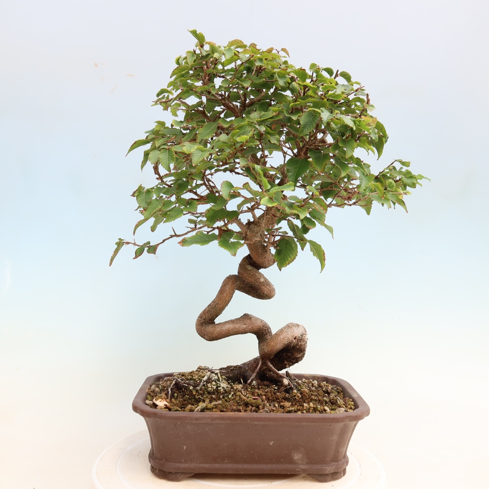 Vonkajšie bonsaje -Carpinus CARPINOIDES - Hrab kórejský