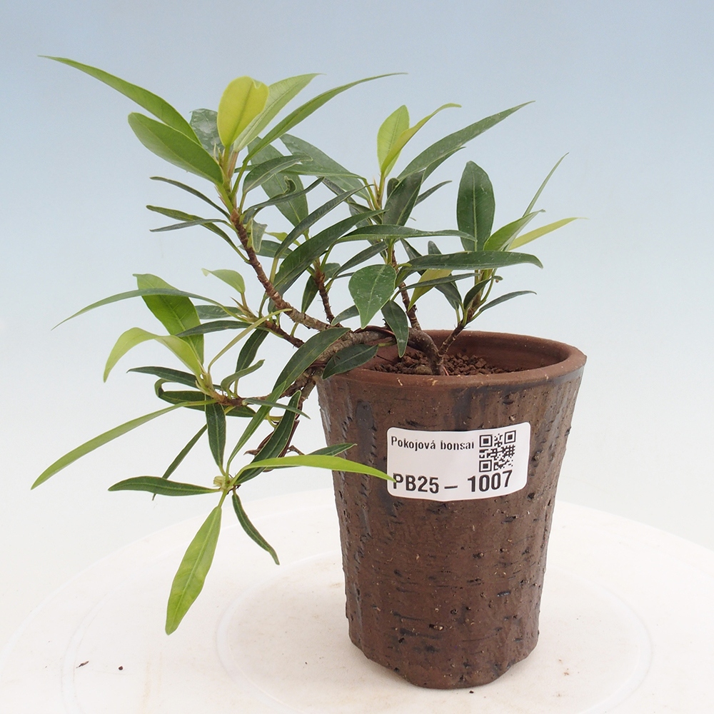 Izbová bonsai - Ficus nerifolia - malolistý fikus