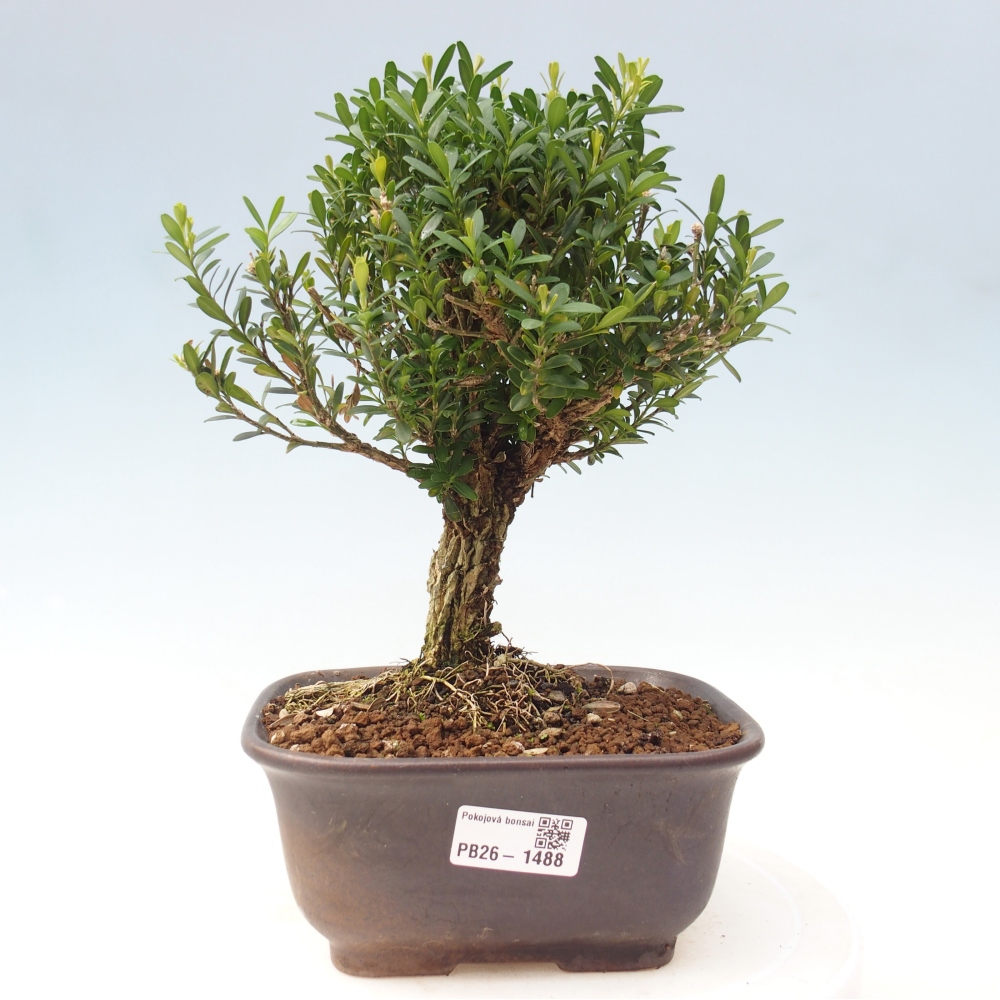 Izbové bonsaje - Buxus harlandii - korkový buxus