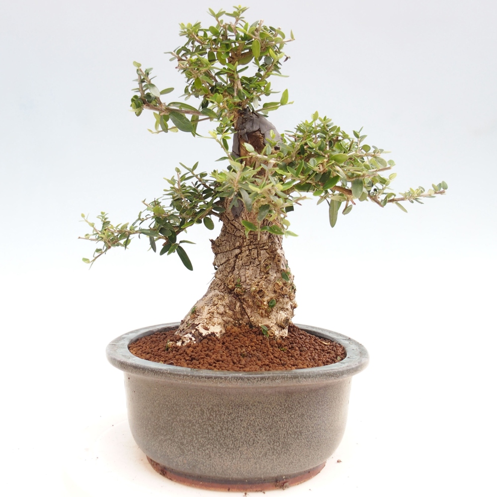 Izbová bonsai - Olea europaea sylvestris -Oliva evropská drobnolistá