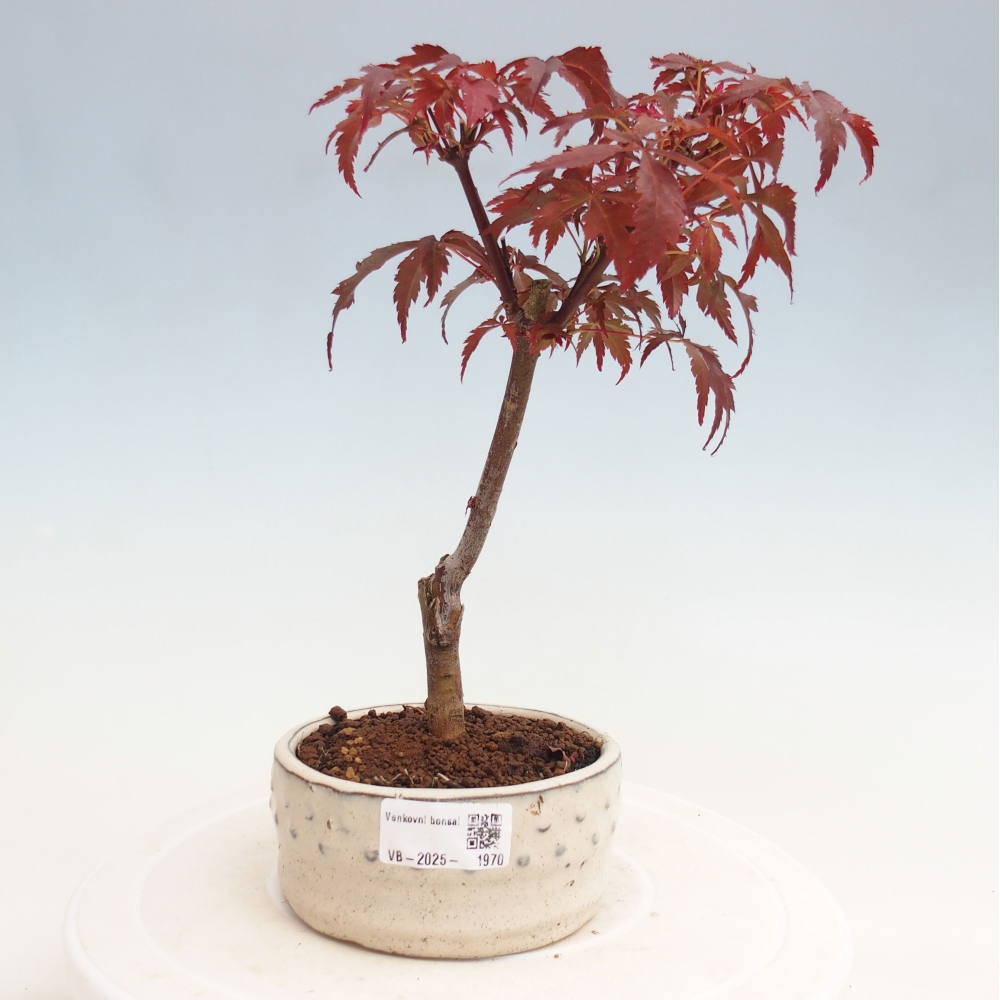 Vonkajší bonsai - Acer palm. Atropurpureum-Javor dlanitolistý