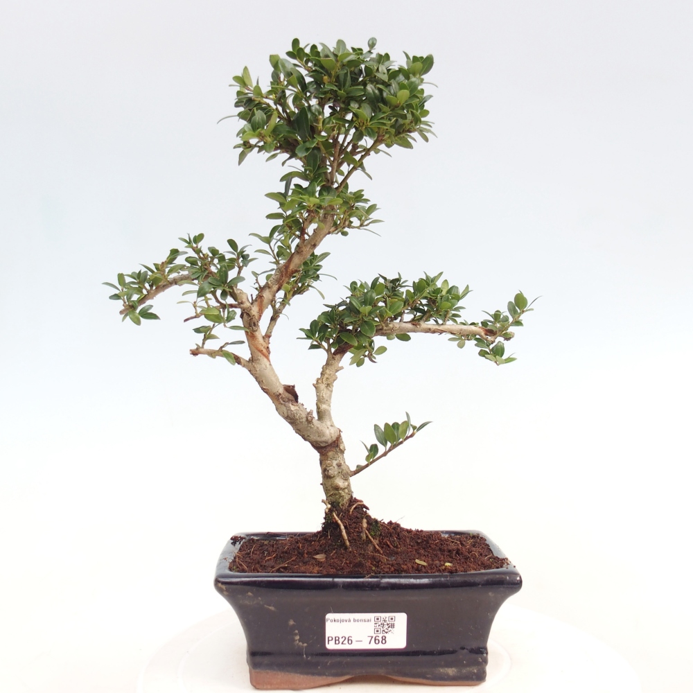 Izbová bonsai - Ilex crenata - Cezmína