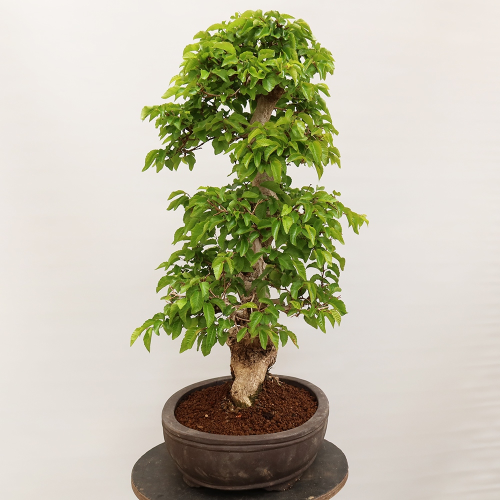 Vonkajší bonsai -Carpinus Coreana - Hrab kórejský