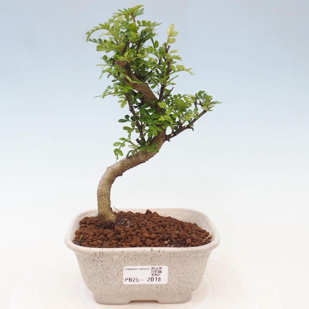 Izbová bonsai - Zantoxylum piperitum - piepor