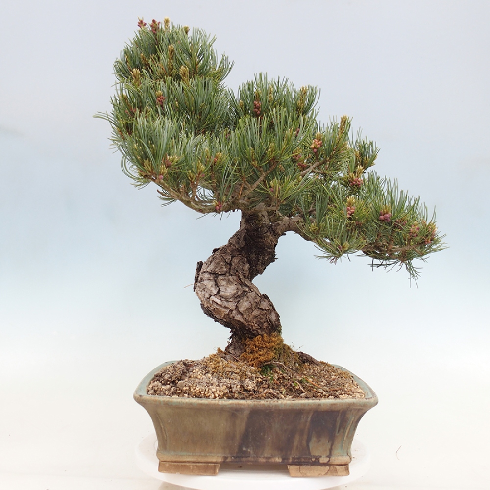 Vonkajšie bonsaje - Pinus parviflora - Pinus parviflora