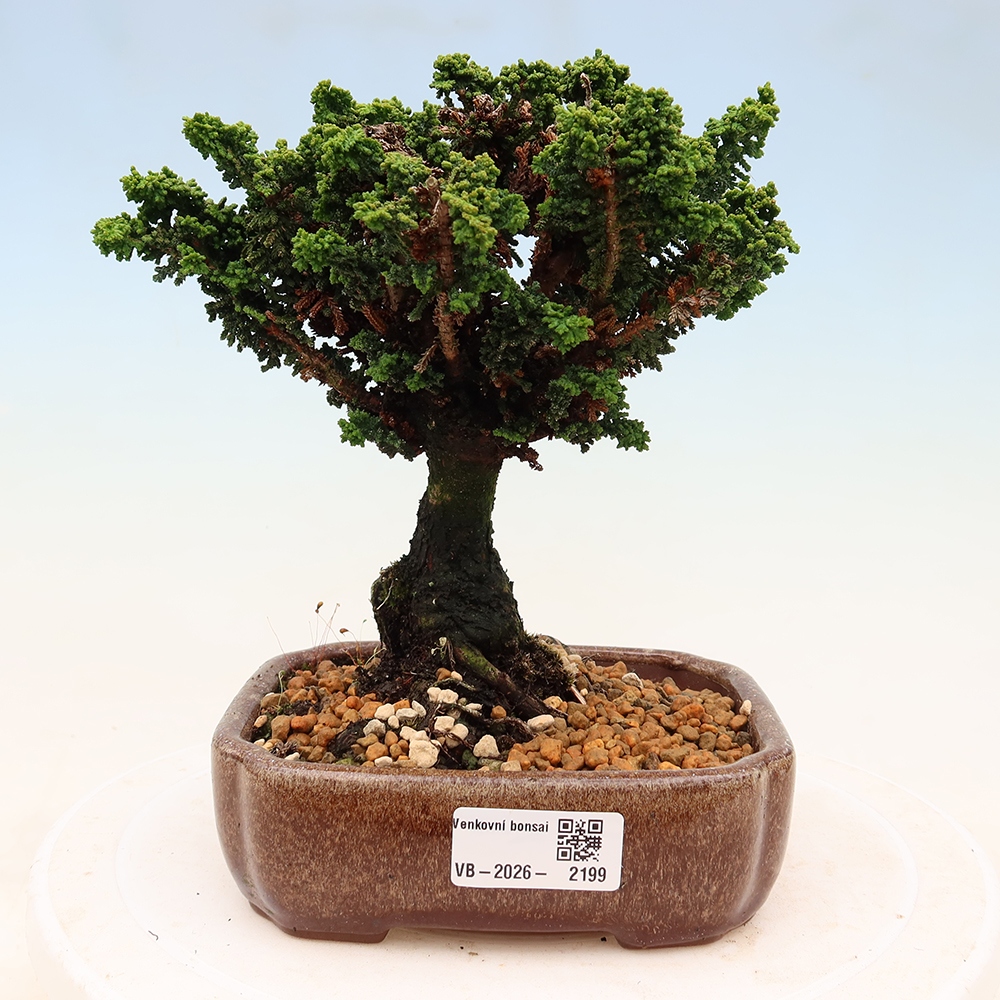 Vonkajší bonsaj - Cham. obtusa SEKKA HINOKI - Cypruštek