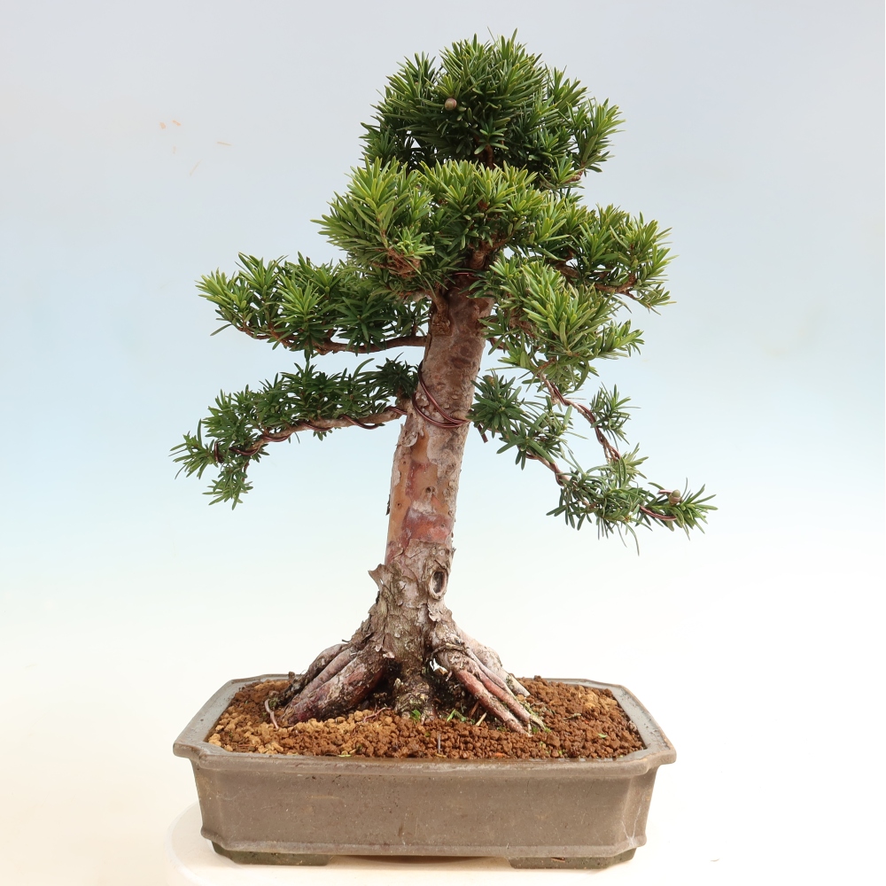 Vonkajší bonsai – Taxus cuspidata – japonský tis