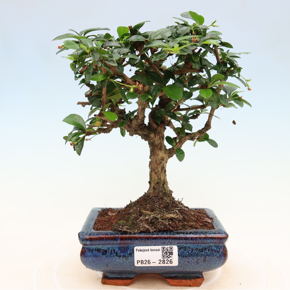 Izbové bonsaje - Carmona macrophylla - Tea fuki