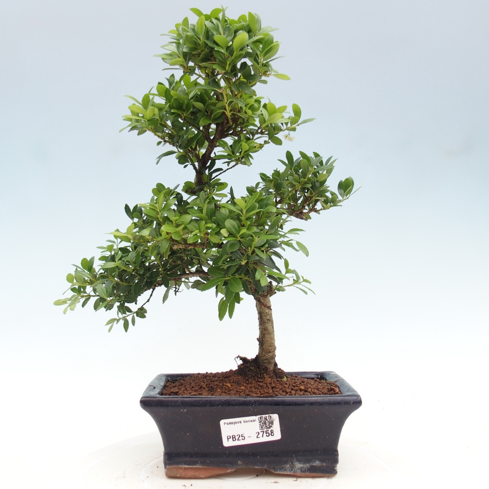 Servis bonsai - Ilex crenata - Cezmína