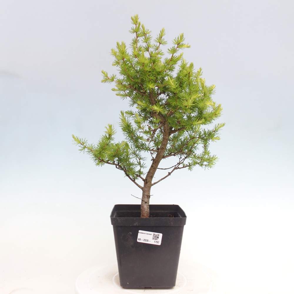 Vonkajšie bonsaje -Larix decidua - Smrekovec
