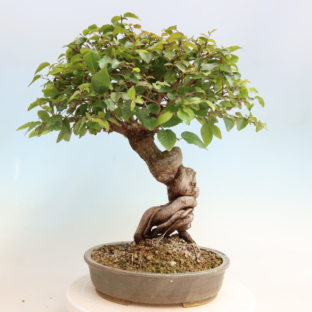 Vonkajšie bonsaje -Carpinus CARPINOIDES - Hrab kórejský