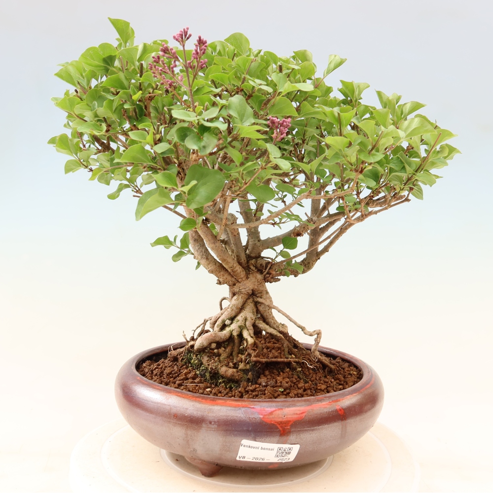 Vonkajší bonsaj - Syringa microphylla - drobnokvetý šeřík