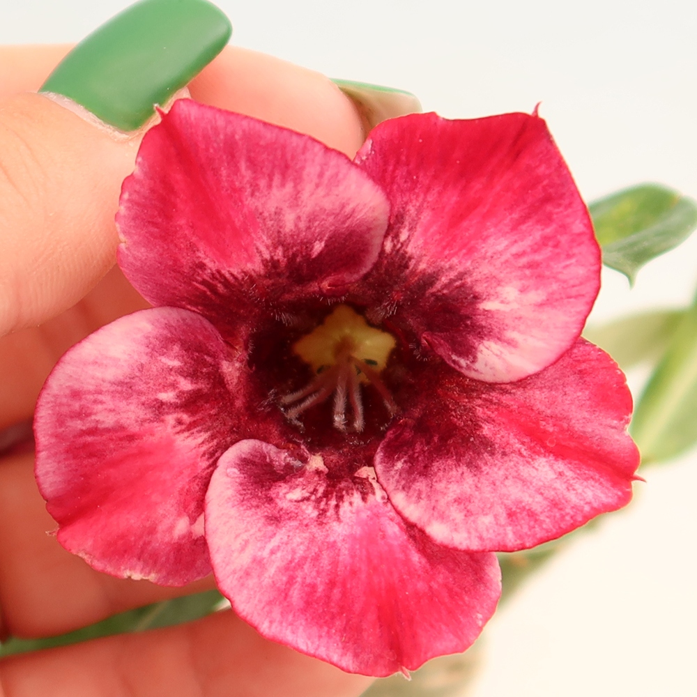 Izba bonsai – Adenium obesum, štepené Mumbai Pink Diamond – Púštna ruža