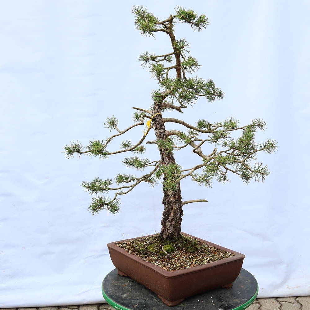 Pinus sylvestris Španielsko – borovica lesná