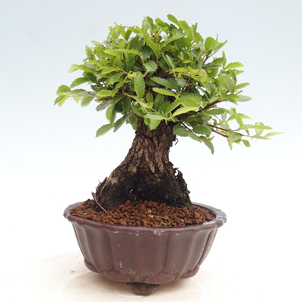Vonkajšie bonsai - Zelkova - Zelkova Nirom