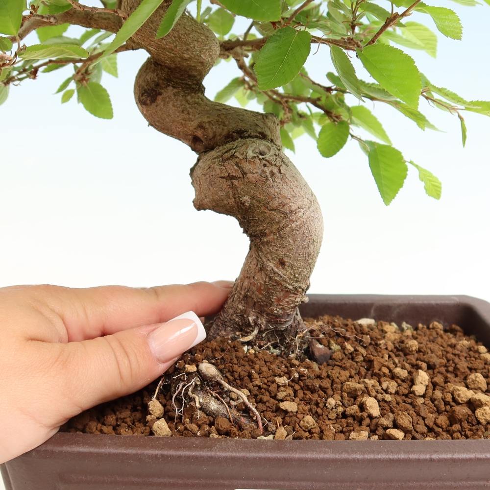 Vonkajší bonsaj -Carpinus coreana - Hrab kórejský