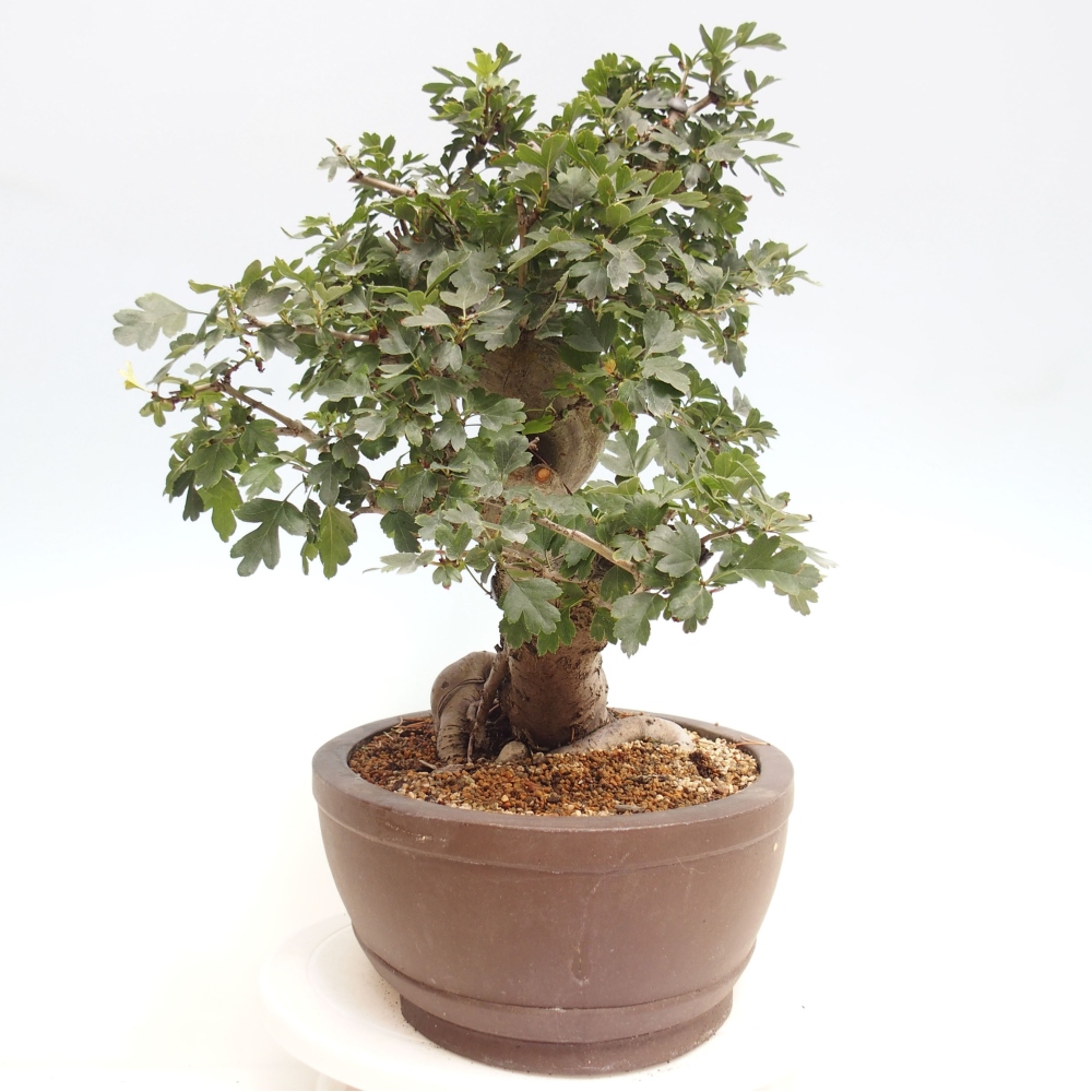 Vonkajší bonsai - Hloh ružový plnokvetý - Crataegus 