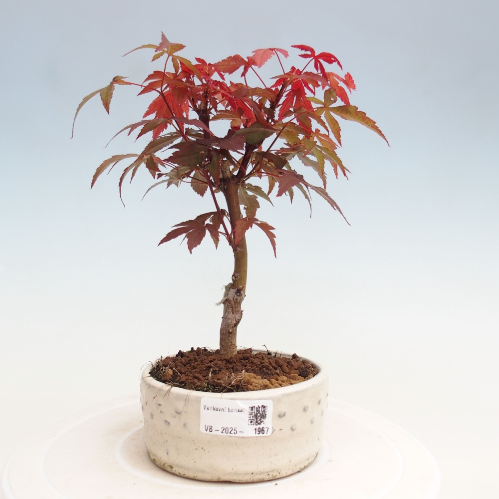 Vonkajší bonsai - Acer palm. Atropurpureum-Javor dlanitolistý