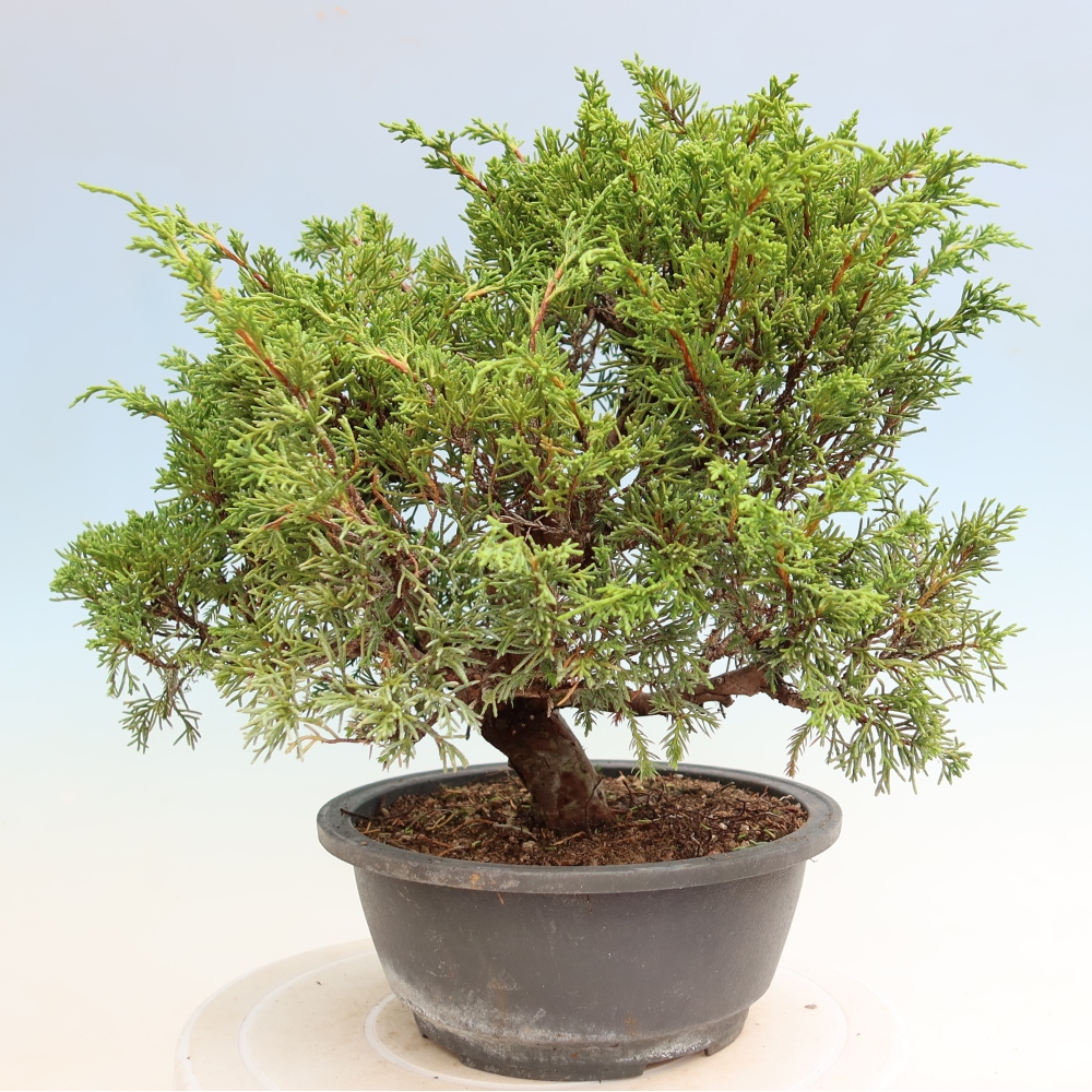 Vonkajší bonsai – Juniperus chinensis Itoigawa – čínsky jalovec