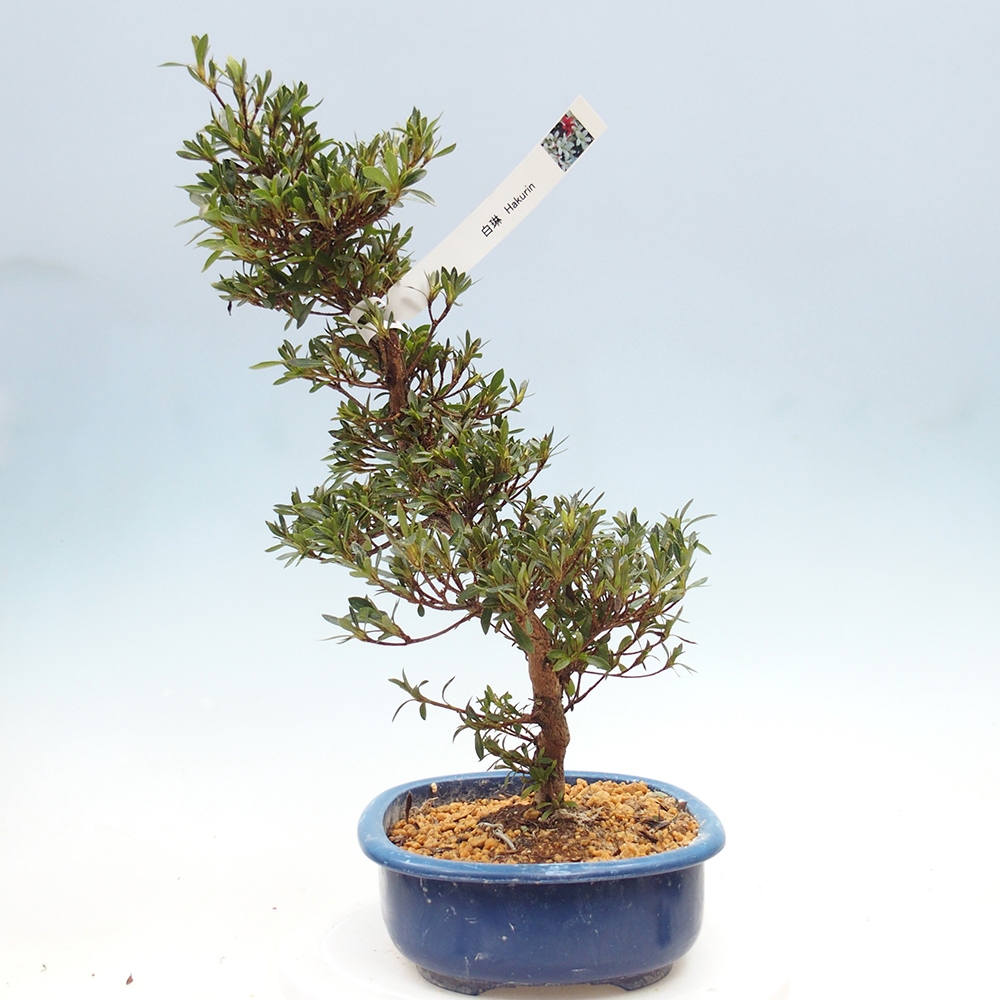 Vonkajšie bonsaje - Japonské azalky - Azalea Hakurin