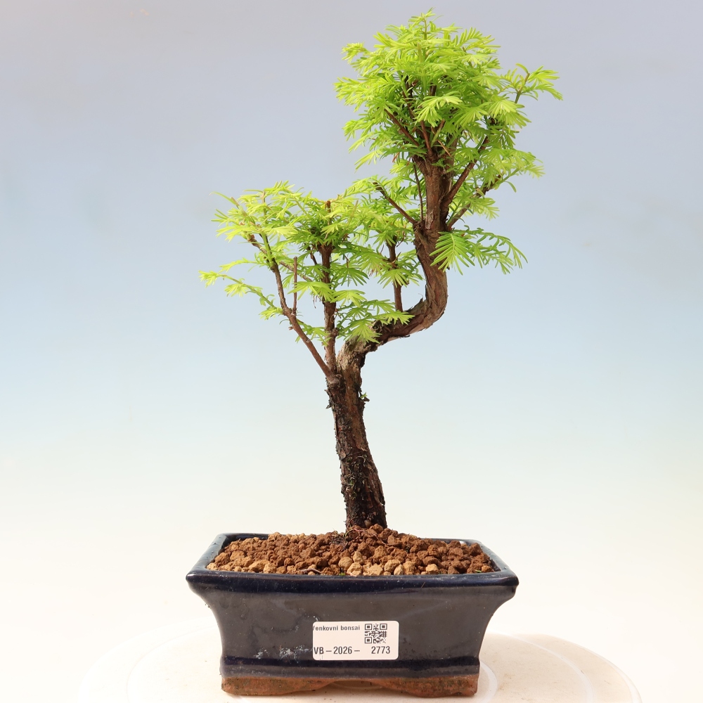 Vonkajšie bonsaje - Metasequoia glyptostroboides - čínska metasekvoja