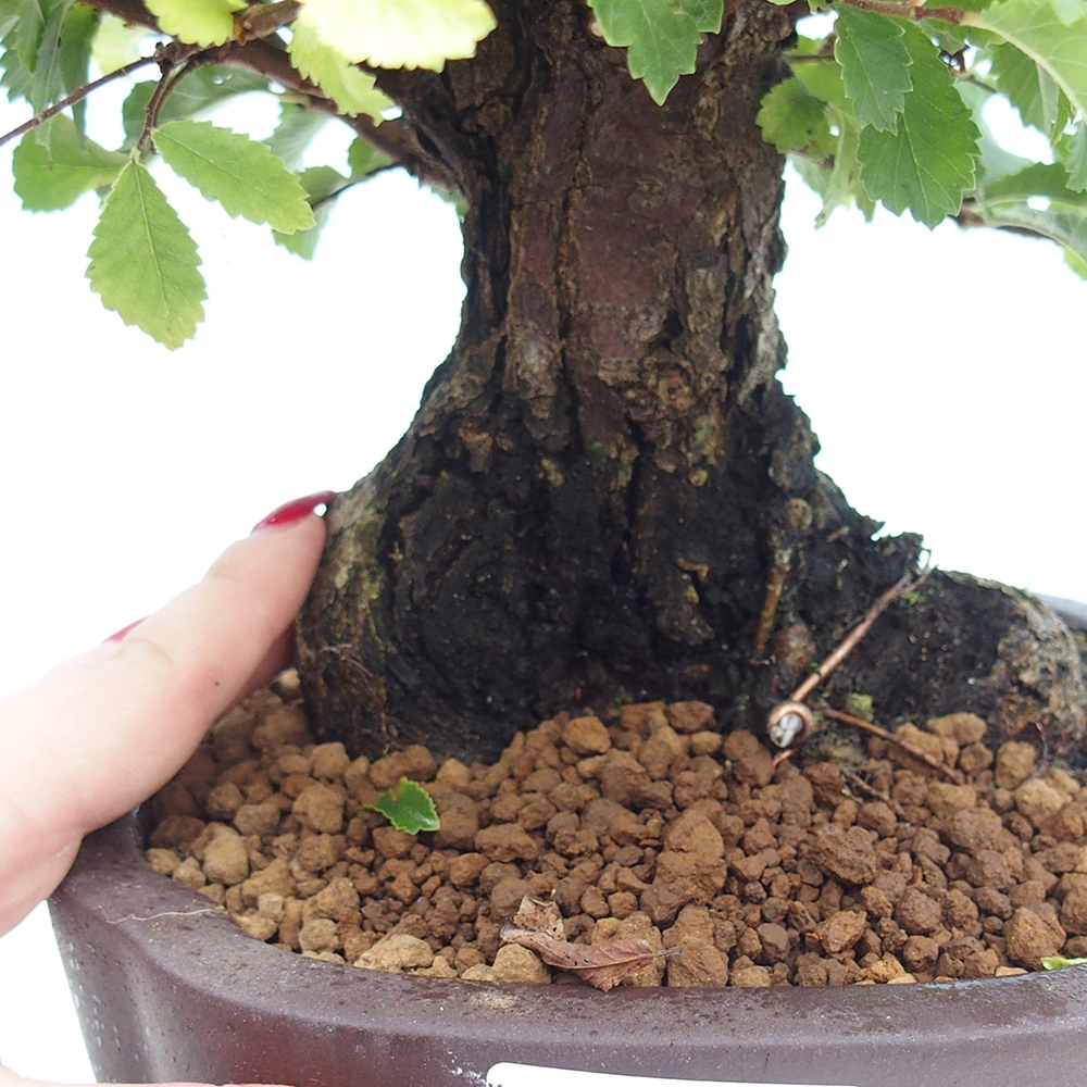 Vonkajšie bonsai - Zelkova - Zelkova serrata
