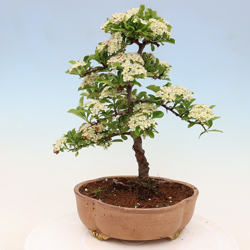 Vonkajší bonsai – Pyracantha teton – hlohovec šarlátový