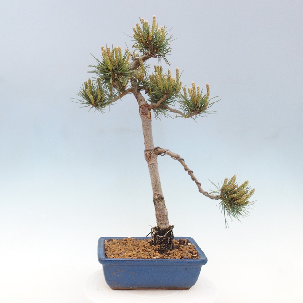 Vonkajšie bonsai - Pinus Sylvestris - Borovica lesná