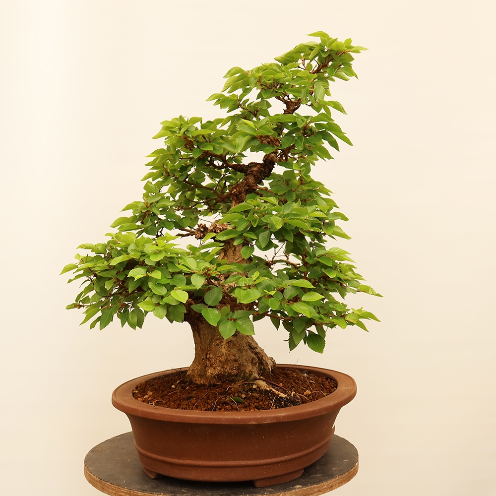 Vonkajší bonsai -Carpinus Coreana - Hrab kórejský
