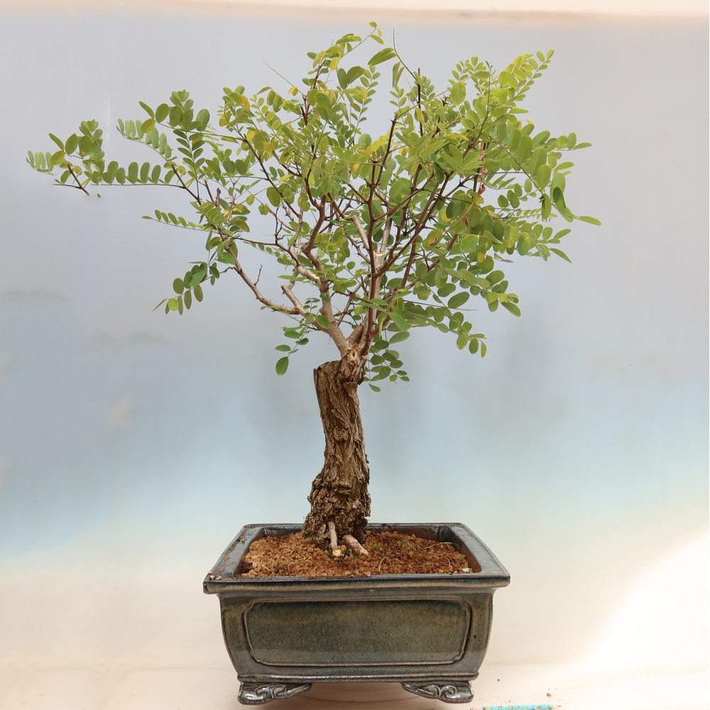 Vonkajší bonsai – trnovník akát – Robinia pseudoacacia