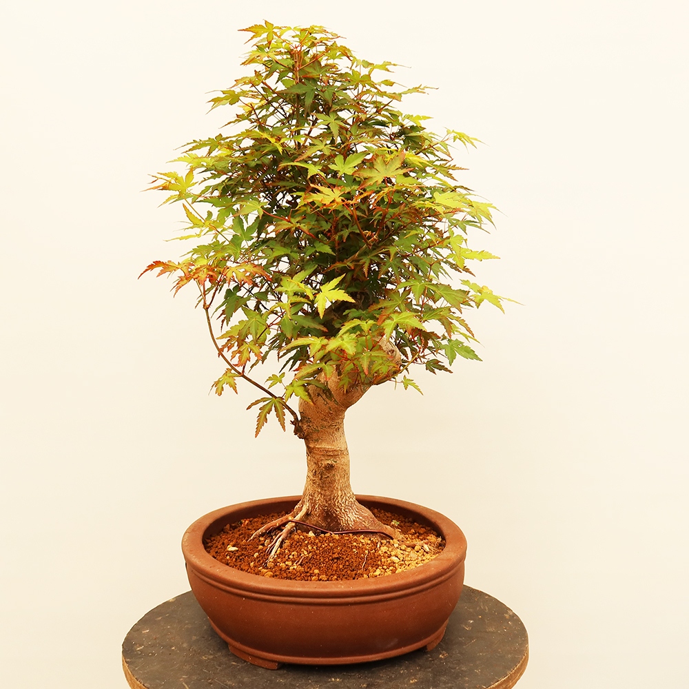 Vonkajšie bonsaje - Maple palmatum - Palmy