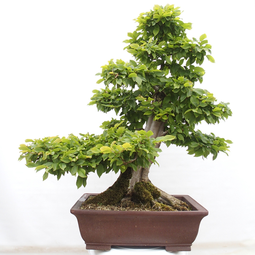 Vonkajší bonsai - Hrab obyčajný - Carpinus betulus