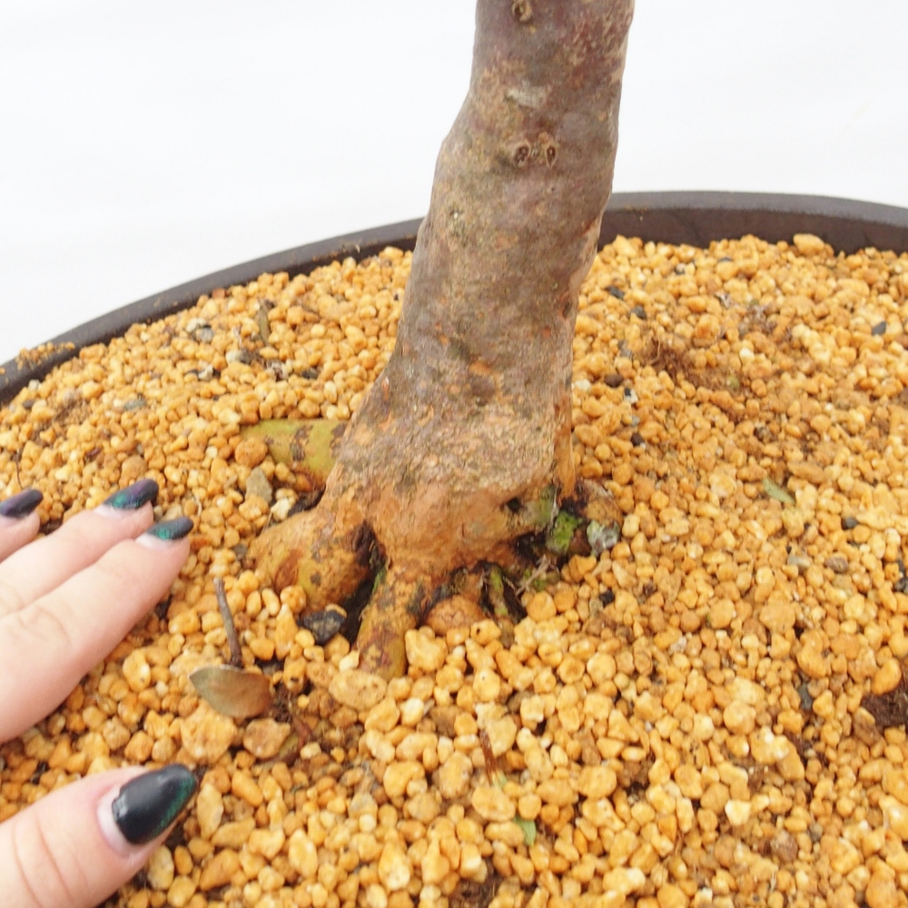 Vonkajšie bonsaje - Japonské azalky - Azalea Hanatsuzuri