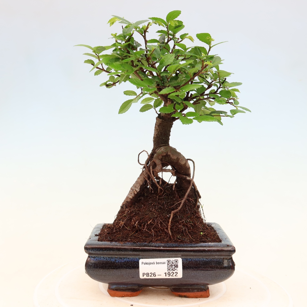 Izbový bonsaj - Ulmus parvifolia - brest malolistý
