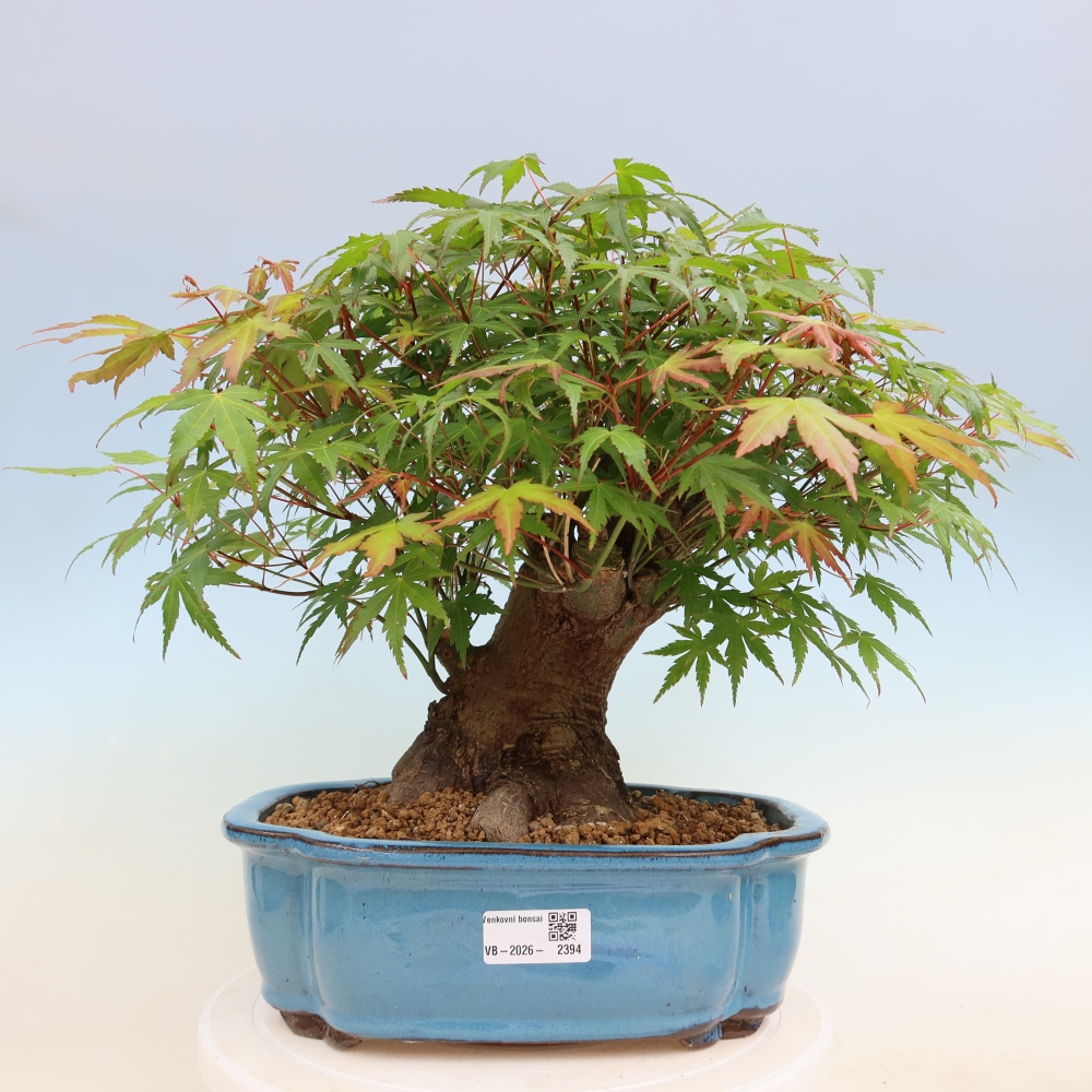Vonkajšie bonsaje - Javor Burger - Acer Burgerianum