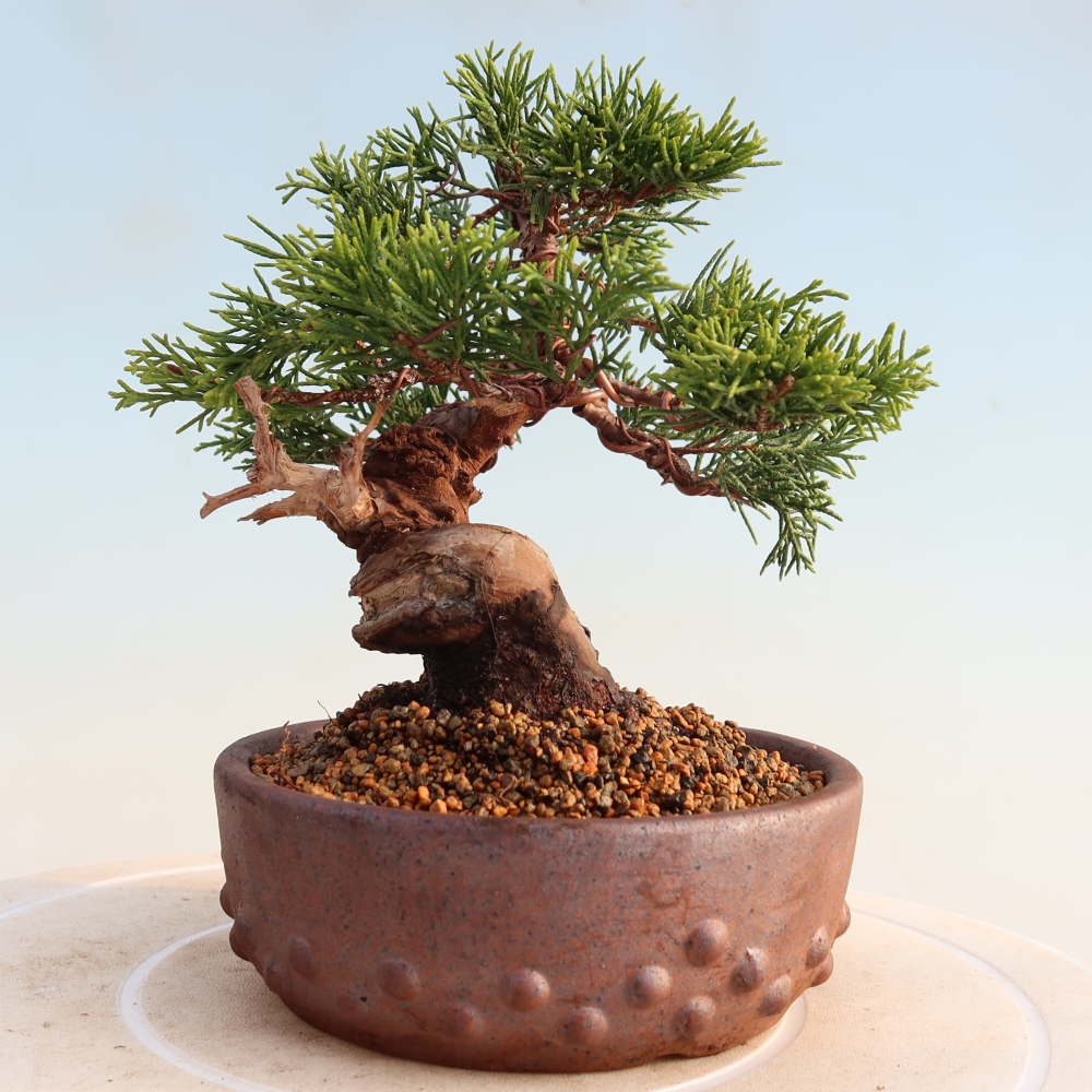 Vonkajší bonsai - Juniperus chinensis Itoigawa -Jalovec čínsky