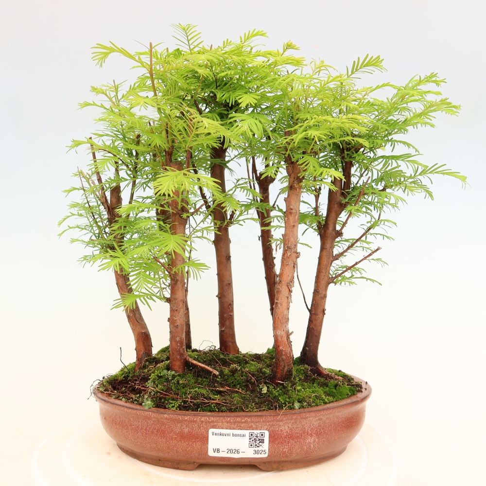 Vonkajší bonsai – Metasequoia glyptostroboides – čínska metasekvoja – hájik