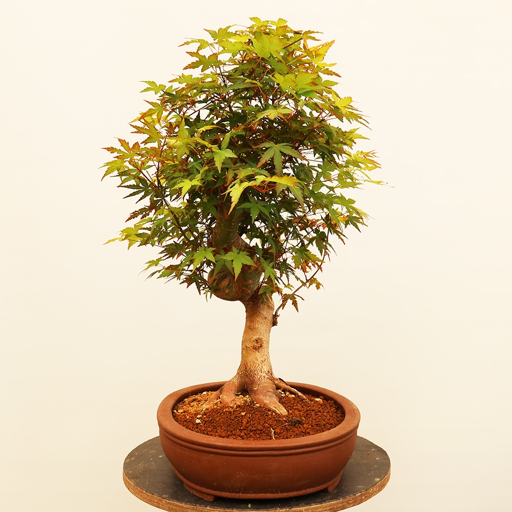 Vonkajšie bonsaje - Maple palmatum - Palmy
