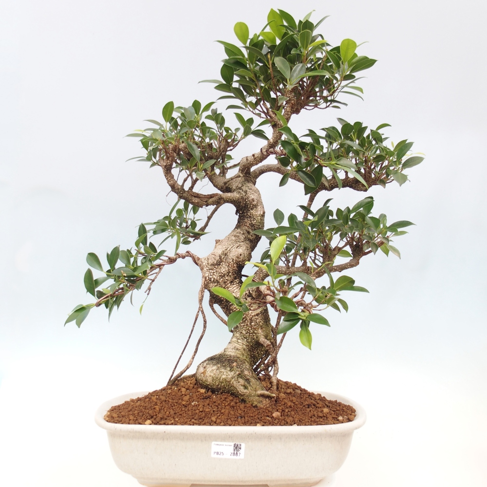 Izbový bonsaj - Ficus kimmen - drobnolistý fikus - len osobný odber alebo preprava na paletách