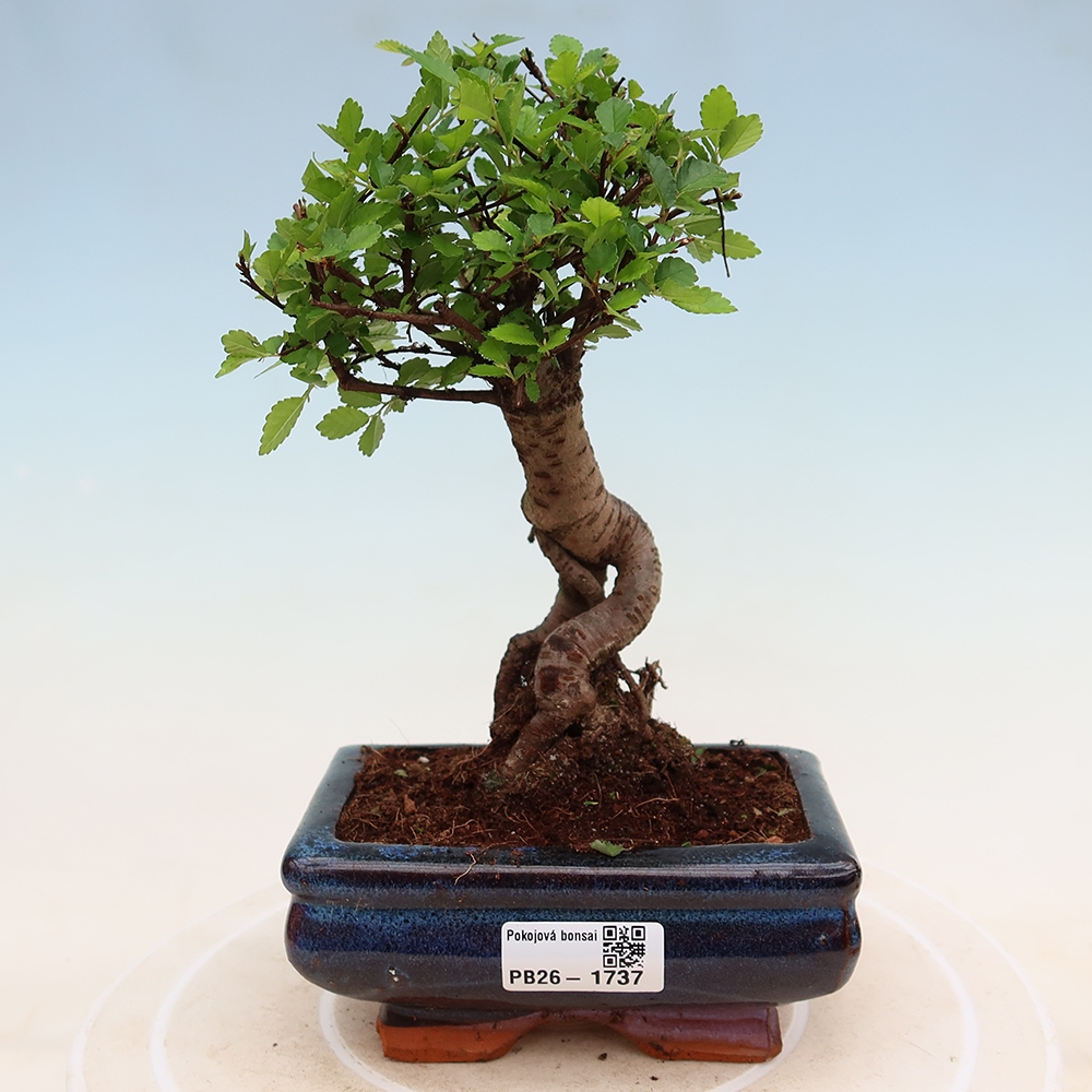 Izbový bonsaj - Ulmus parvifolia - brest malolistý