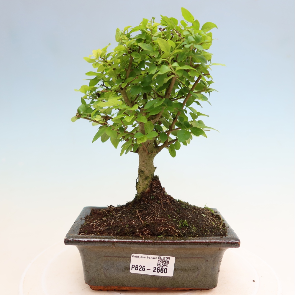 Izbový bonsaj -Ligustrum chinensis - Vtáčí zobák