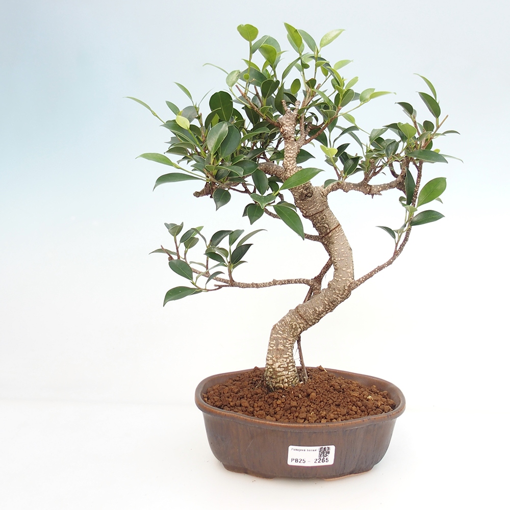 Izbová bonsai - Ficus retusa - malolistá fikus