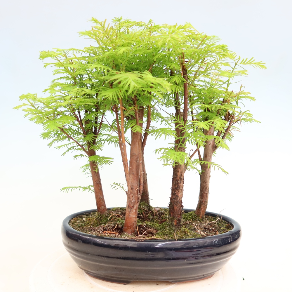 Vonkajší bonsai – Metasequoia glyptostroboides – čínska metasekvoja – hájik