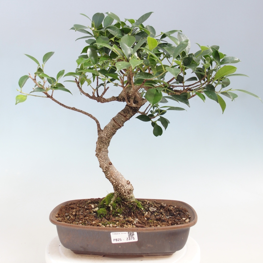 Izbová bonsai - Ficus kimmen - malolistá fikus