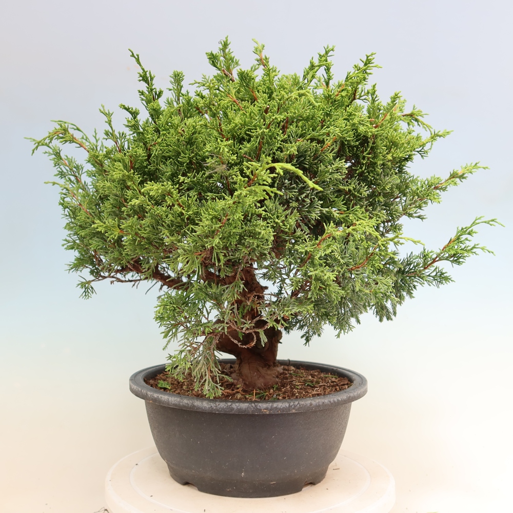Vonkajší bonsai – Juniperus chinensis Itoigawa – čínsky jalovec