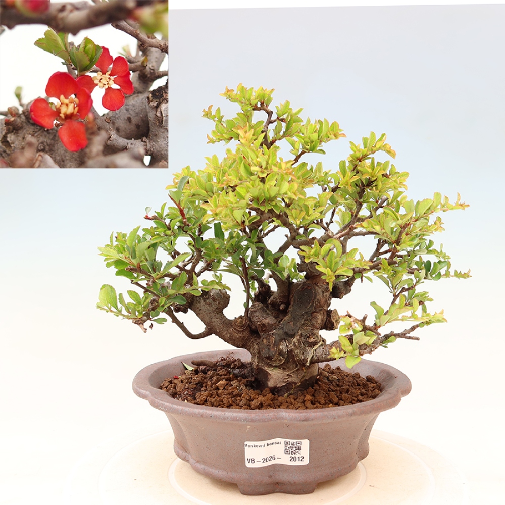 Vonkajší bonsaj - Chaneomeles speciosa Chojubai