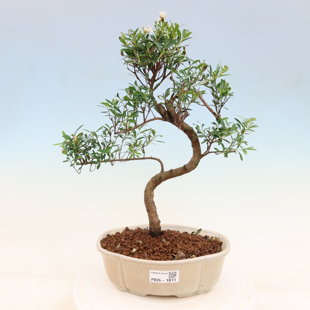 Izbové bonsaje - Syzygium - Pimento