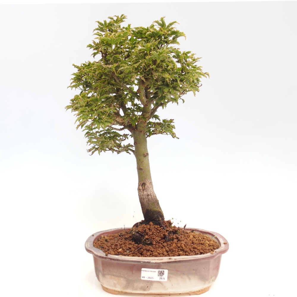 Vonkajší bonsai -Javor dlanitolistý Acer palmatum Shishigashira